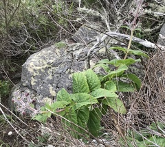 Scrophularia villosa