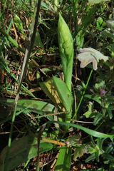 Orchis mascula laxifloriformis