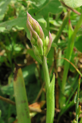 Orchis mascula laxifloriformis