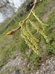 Populus nigra