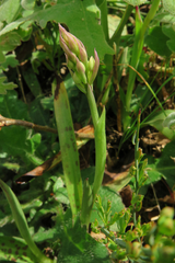 Orchis mascula laxifloriformis