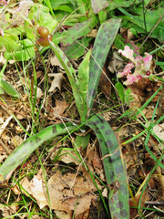 Orchis mascula laxifloriformis
