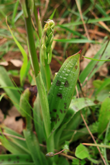 Orchis mascula laxifloriformis