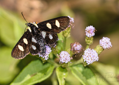 Androloma disparata