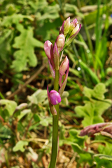 Orchis mascula laxifloriformis