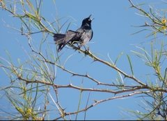 Quiscalus nicaraguensis