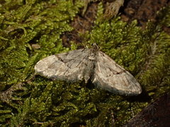Eupithecia lanceata