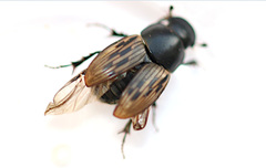 Acrossus luridus
