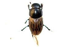Acrossus luridus