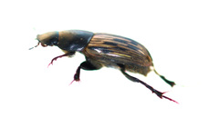 Acrossus luridus
