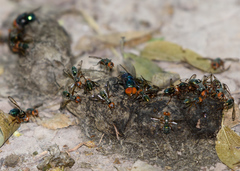 Senopterina caerulescens