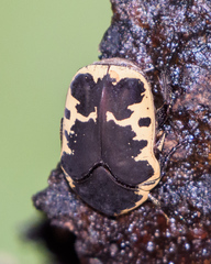 Gymnetis thula