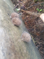 Lophocampa caryae
