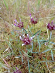 Trifolium oliganthum