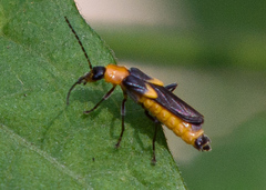Belotus bicolor