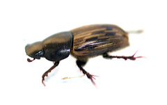 Acrossus luridus