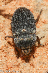 Dermestes sardous