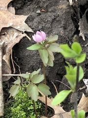 Thalictrum thalictroides