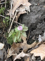 Thalictrum thalictroides
