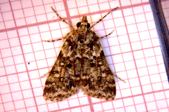 Eudonia lineola