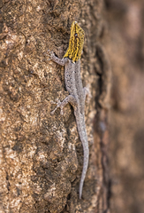 Lygodactylus picturatus