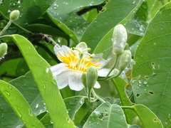 Passiflora sphaerocarpa
