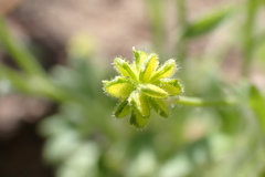 Ranunculus hebecarpus