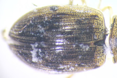 Berosus sayi