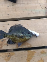 Lepomis gibbosus × macrochirus