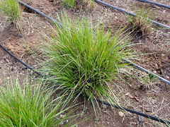 Festuca californica californica