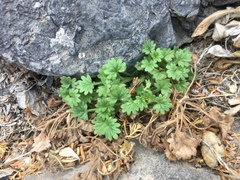 Phacelia geraniifolia