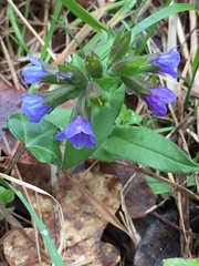 Pulmonaria australis