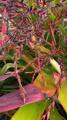 Aechmea blanchetiana