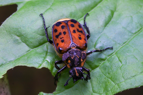 Maculated Scarab photo 2