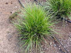 Festuca californica californica