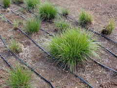 Festuca californica californica