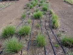 Festuca californica californica