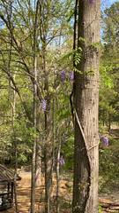 Wisteria sinensis