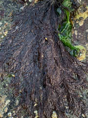 Cryptosiphonia woodii