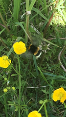 Bombus