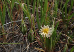 Microseris douglasii