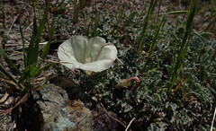 Calystegia collina venusta