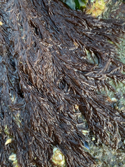 Cryptosiphonia woodii