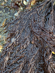 Cryptosiphonia woodii