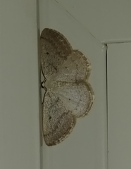 Lomographa glomeraria