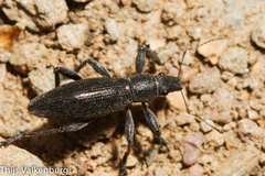 Brachyderes lusitanicus