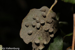 Dryomyia lichtensteinii