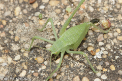 Odontura glabricauda