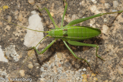 Odontura glabricauda
