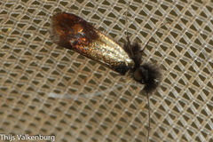 Nemophora barbatellus